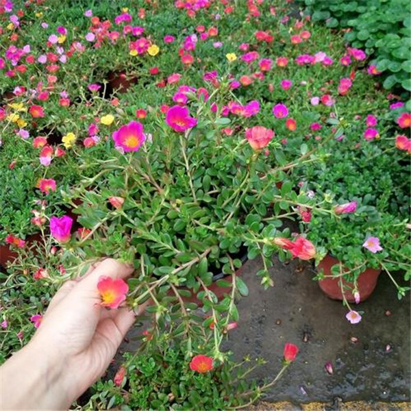 太陽花圖片(又名大花馬齒莧)