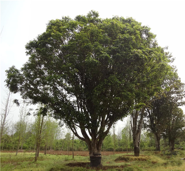 基地桂花樹價(jià)格表,成都桂花樹價(jià)格