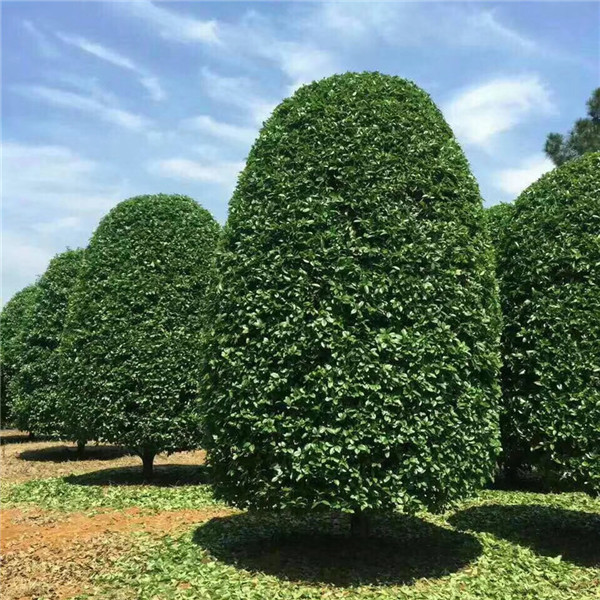 10公分桂花樹圖片
