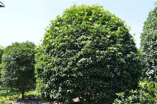 基地桂花樹價(jià)格表,成都桂花樹價(jià)格