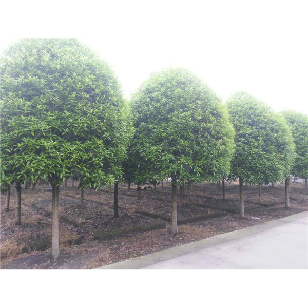 4公分桂花苗,4公分高桿桂花苗批發(fā)