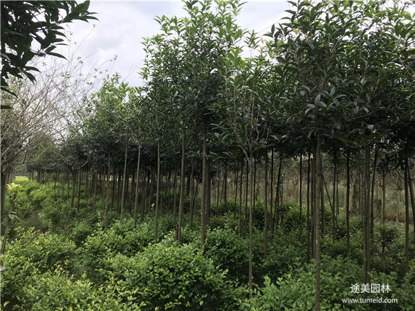 基地桂花樹價(jià)格表，成都桂花樹價(jià)格