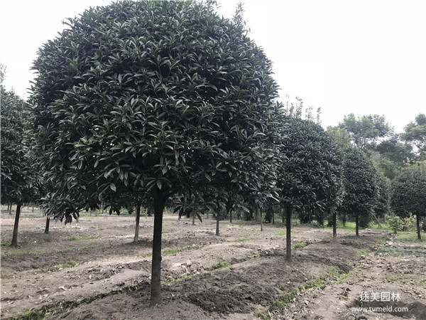 為什么行道樹桂花樹用的比較多？