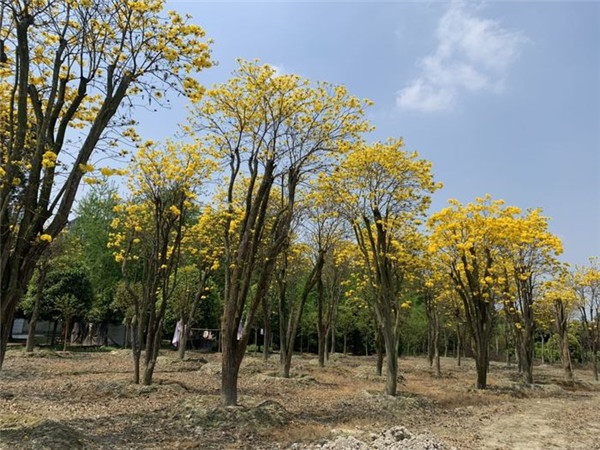 黃花風(fēng)鈴木基地實拍圖片