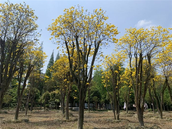 黃花風(fēng)鈴木基地實拍圖片