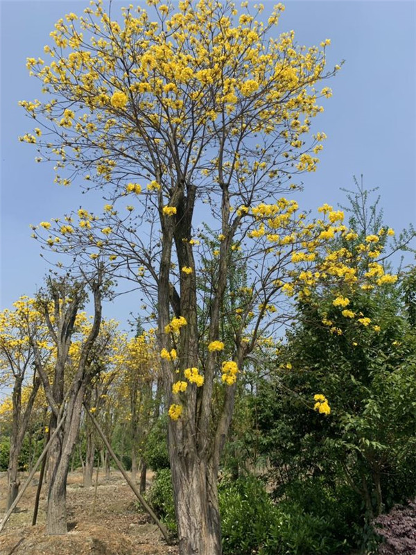 黃花風(fēng)鈴木基地實拍圖片