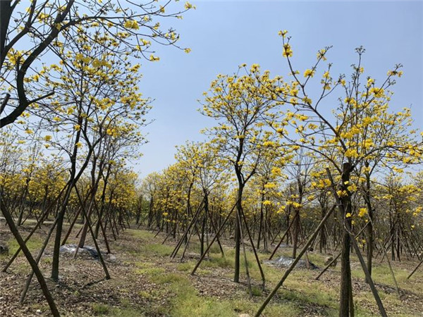 黃花風(fēng)鈴木基地實拍圖片