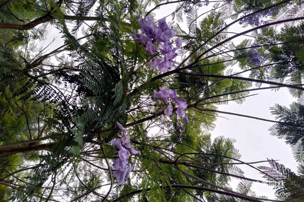 藍(lán)花楹和叢生藍(lán)花楹有什么區(qū)別?