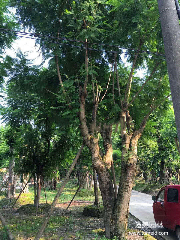 好看且耐性強(qiáng)的喬木有哪些?