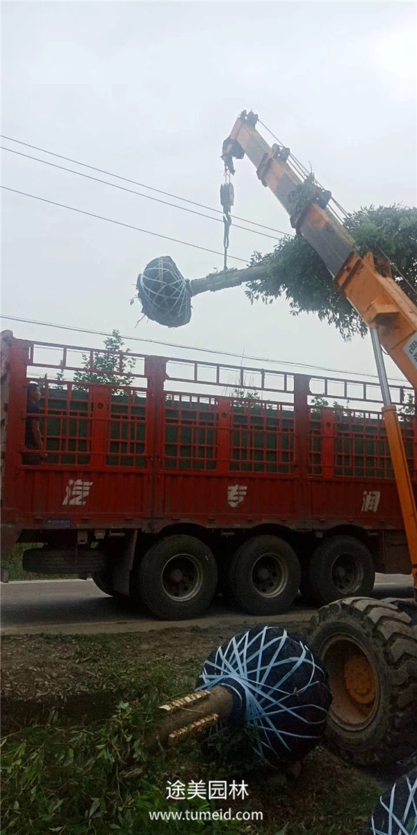 小葉楨楠裝車(chē)發(fā)貨圖片