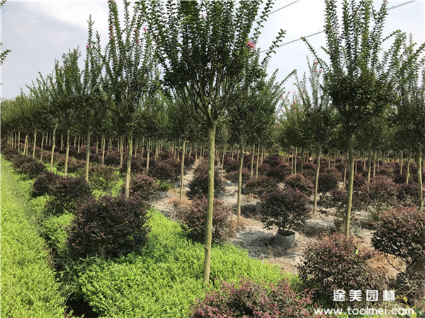 紫薇樹種植行距是多少?