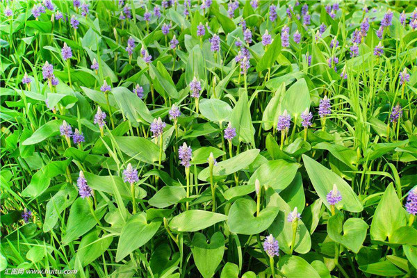 梭魚(yú)草水生植物實(shí)拍